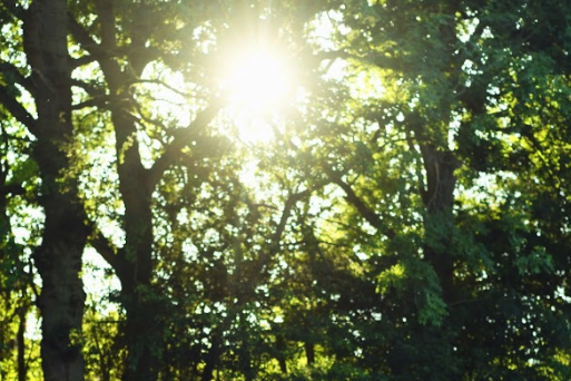 Ambient Forest